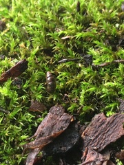 Cochlicopa