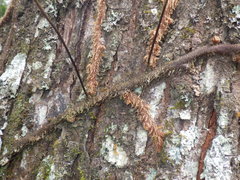 Davallia trichomanoides