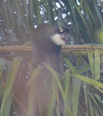Cercopithecus erythrogaster erythrogaster