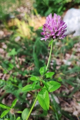 Trifolium pratense
