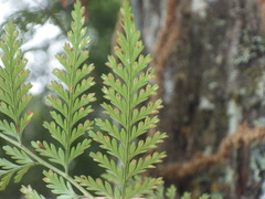 Davallia trichomanoides