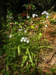 Allium neapolitanum