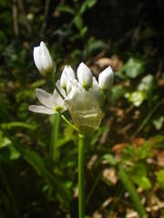 Allium neapolitanum