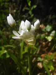 Allium neapolitanum