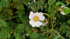 Rosa arvensis
