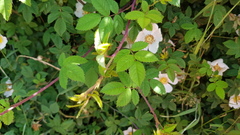 Rosa arvensis