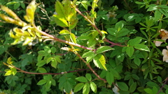 Rosa arvensis