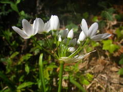 Allium neapolitanum