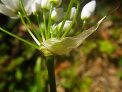Allium neapolitanum