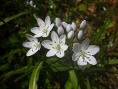 Allium neapolitanum