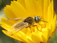 Parageron gratus