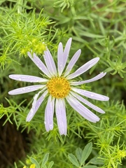 Galatella angustissima
