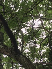 Dryobates pubescens