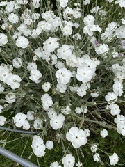 Acleisanthes