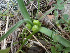 Allium chamaemoly chamaemoly