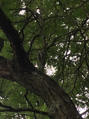 Dryobates pubescens