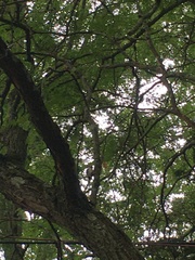 Dryobates pubescens