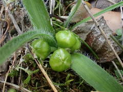 Allium chamaemoly chamaemoly