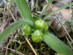 Allium chamaemoly chamaemoly
