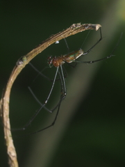 Leucauge tessellata