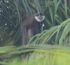 Cercopithecus erythrogaster erythrogaster
