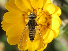 Parageron gratus