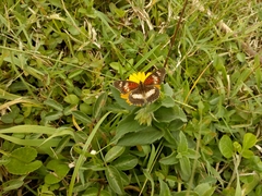 Junonia sophia