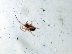 Nephilengys malabarensis