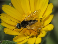 Parageron gratus