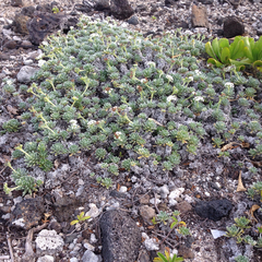 Heliotropium anomalum