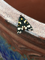 Callimorpha dominula