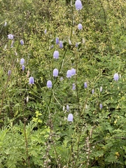 Adenophora stenanthina