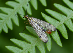 Panorpa germanica