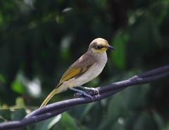 Lichmera indistincta limbata