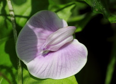 Centrosema pubescens