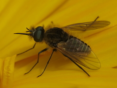 Parageron gratus