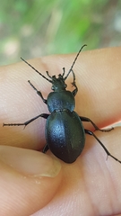Carabus convexus