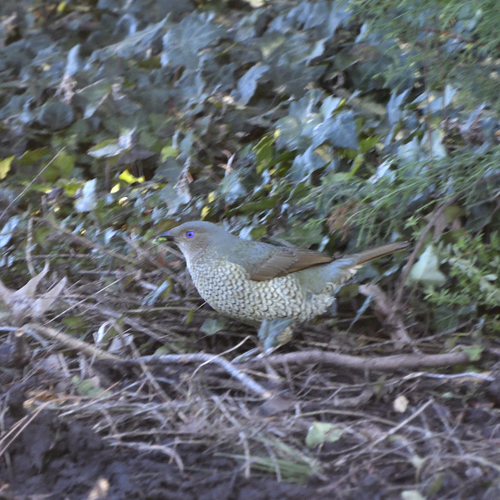 Satin Bowerbird