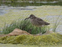 Tringa semipalmata semipalmata