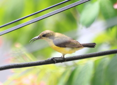 Cinnyris jugularis