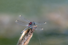 Leucorrhinia orientalis