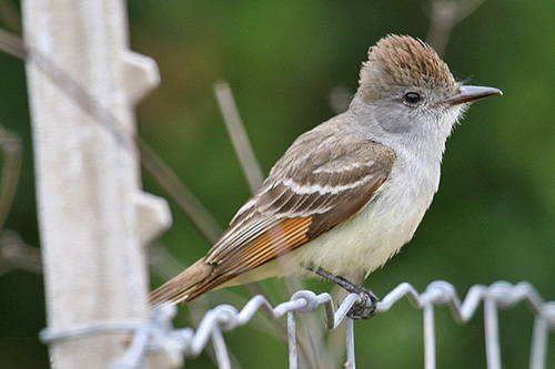 Ash-throated Flycatcher, photo 3 of 10