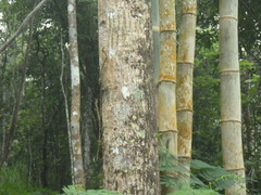 Hibiscus macrophyllus