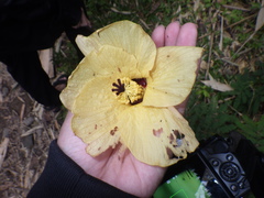 Hibiscus macrophyllus