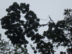 Hibiscus macrophyllus