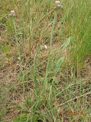 Erigeron primulifolius