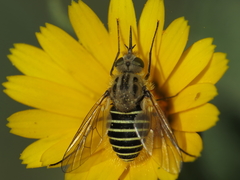 Parageron gratus