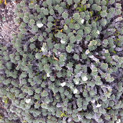 Heliotropium anomalum