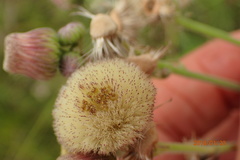 Erigeron primulifolius