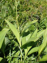 Allium victorialis